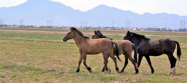 mustangs